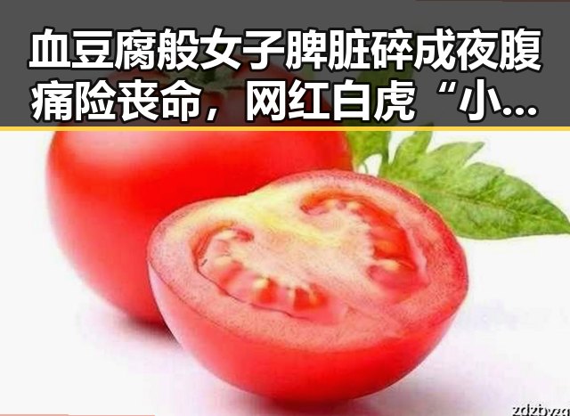 血豆腐般女子脾脏碎成夜腹痛险丧命,网红白虎“小孬”死亡背后系饲养员违规操作引发关注